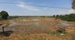 thumbnail-dijual-tanah-sawah-produktif-25-ha-pinggir-jalan-raya-cileungsi-1